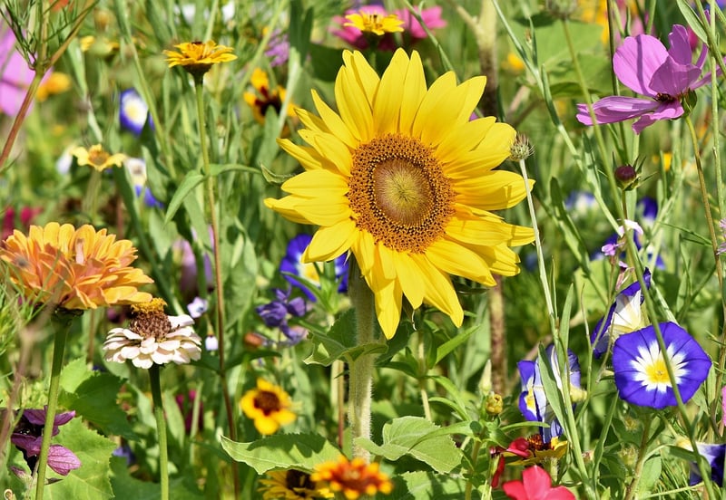 Plant a Garden